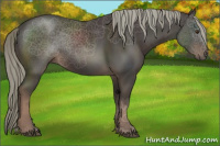 Horse Color:Liver Chestnut Mushroom 