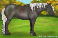 Horse Color:Liver Chestnut Mushroom Rabicano 