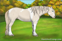 Horse Color:Smoky Creme Splash  and Smoky Creme Splash Tobiano 