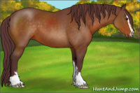 Horse Color:Chocolate Buckskin Sabino 