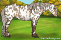 Horse Color:Painted White Spotted Liver Red Dun Sabino Appaloosa 