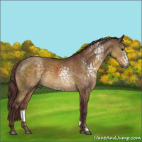 Horse Color:White Spotted Chocolate Buckskin Dun 