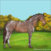 Horse Color:Chocolate Buckskin Ice 