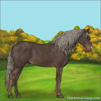 Horse Color:Liver Chestnut Mushroom 