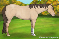 Horse Color:Amber Champagne Roan Rabicano 