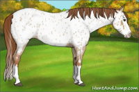 Horse Color:Red Dun Roan Splash Appaloosa Rabicano 