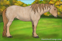 Horse Color:Red Roan 