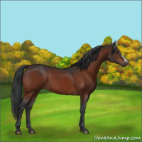 Horse Color:Brown Rabicano  and Brown 