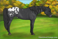 Horse Color:Blue Roan Appaloosa 
