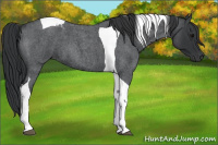 Horse Color:Blue Roan Tobiano