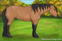 Horse Color:Bay Roan 