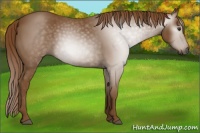 Horse Color:Gray Chestnut 