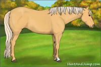 Horse Color:Palomino 