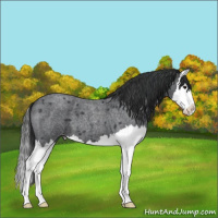 Horse Color:Blue Roan Splash Appaloosa 