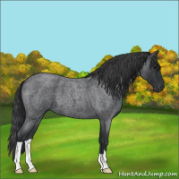 Horse Color:Blue Roan 