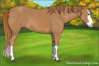 Horse Color:Chestnut Splash 
