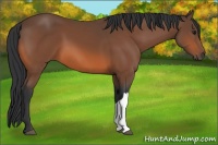 Horse Color:Bay 