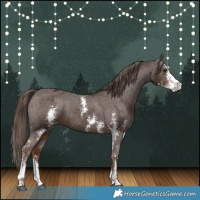 Horse Color:Liver Chestnut Sabino Appaloosa