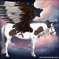 Horse Color:Bay Splash Tobiano Appaloosa