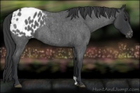 Horse Color:Blue Roan Appaloosa 