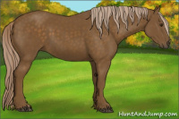 Horse Color:Chocolate Palomino 