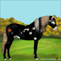 Horse Color:White Spotted Bay Pearl 