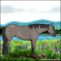Horse Color:Grullo 