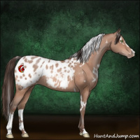 Horse Color:White Spotted Sable Champagne Sabino Blanket 