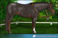 Horse Color:Liver Chestnut 