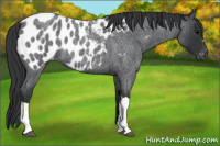 Horse Color:Blue Roan Near Leopard 
