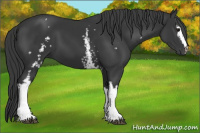 Horse Color:White Spotted Black 