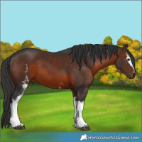 Horse Color:White Spotted Brown 