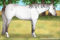 Horse Color:Gray Chestnut 