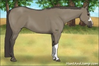 Horse Color:Smoky Grullo 