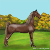 Horse Color:Liver Chestnut Rabicano 