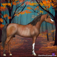 Horse Color:Bay Rabicano 