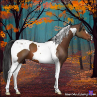 Horse Color:Bay Tobiano 