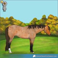 Horse Color:Gray Buckskin Roan 