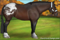 Horse Color:Brown Appaloosa 