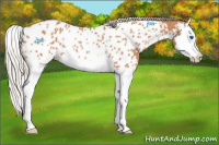 Horse Color:Silver Bay Splash Appaloosa Rabicano 