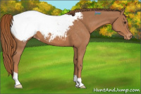 Horse Color:Chestnut Appaloosa 