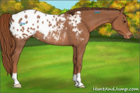 Horse Color:Chestnut Blanket Rabicano 
