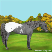 Horse Color:Black Appaloosa 