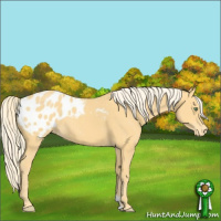 Horse Color:Gold Cream Champagne Appaloosa 