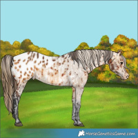 Horse Color:Bay Near Leopard Rabicano  and Buckskin Blanket 