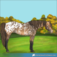 Horse Color:Bay Near Leopard Rabicano  and Buckskin Blanket 