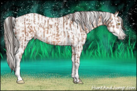 Horse Color:Sable Champagne and Gray Brown Appaloosa