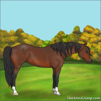 Horse Color:Brown 