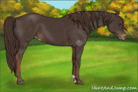 Horse Color:Liver Chestnut Varnish 