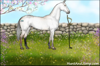 Horse Color:Gray Void White Spotted Bay Dun Appaloosa